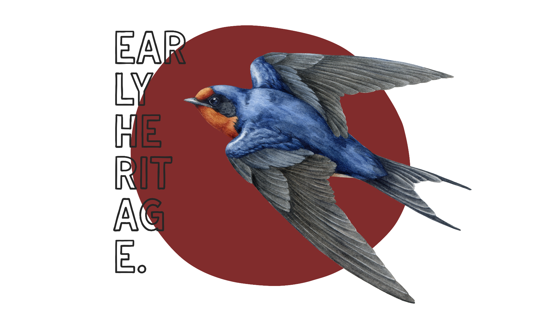 Barn Swallow graphic